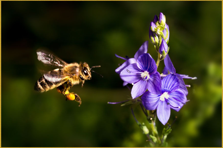Biene-fliegend-web.jpg