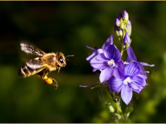 Biene-fliegend-web.jpg